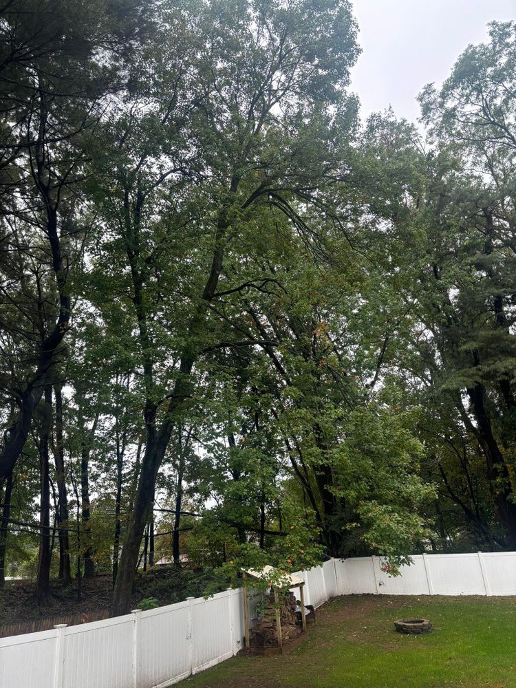 All Photos for T's Trees in Albany, NY