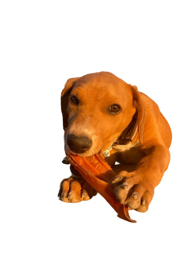 Puppies for A  H.E.R.S.  Rater in Fresno, CA
