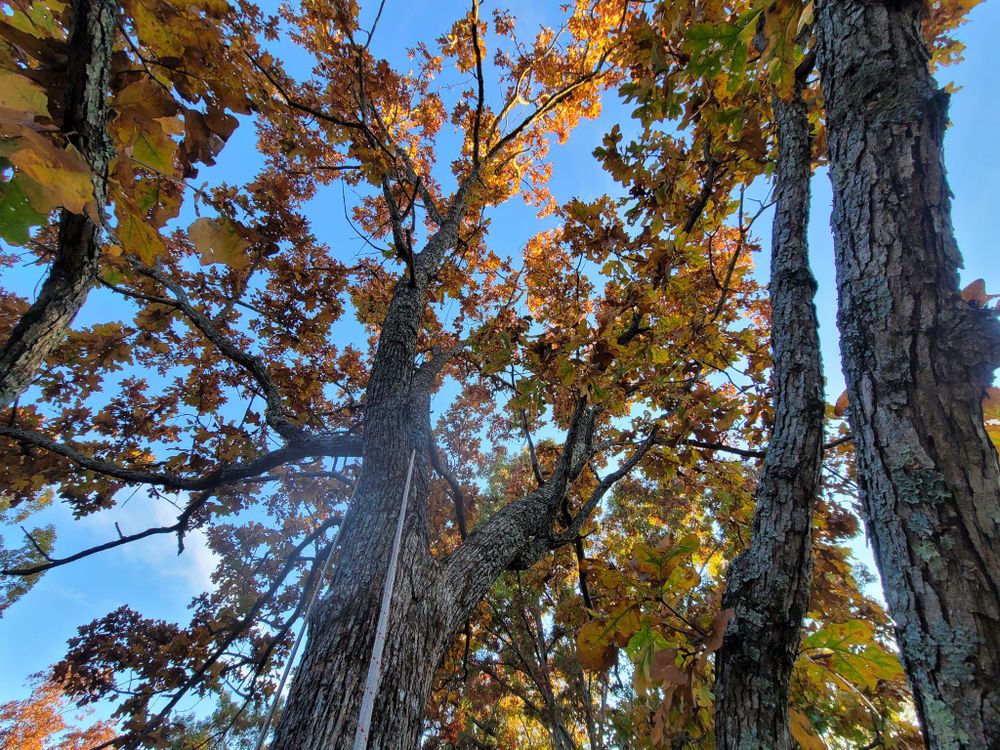 Tree Removal for Preserve A Tree LLC in  Mount Pleasant, North Carolina