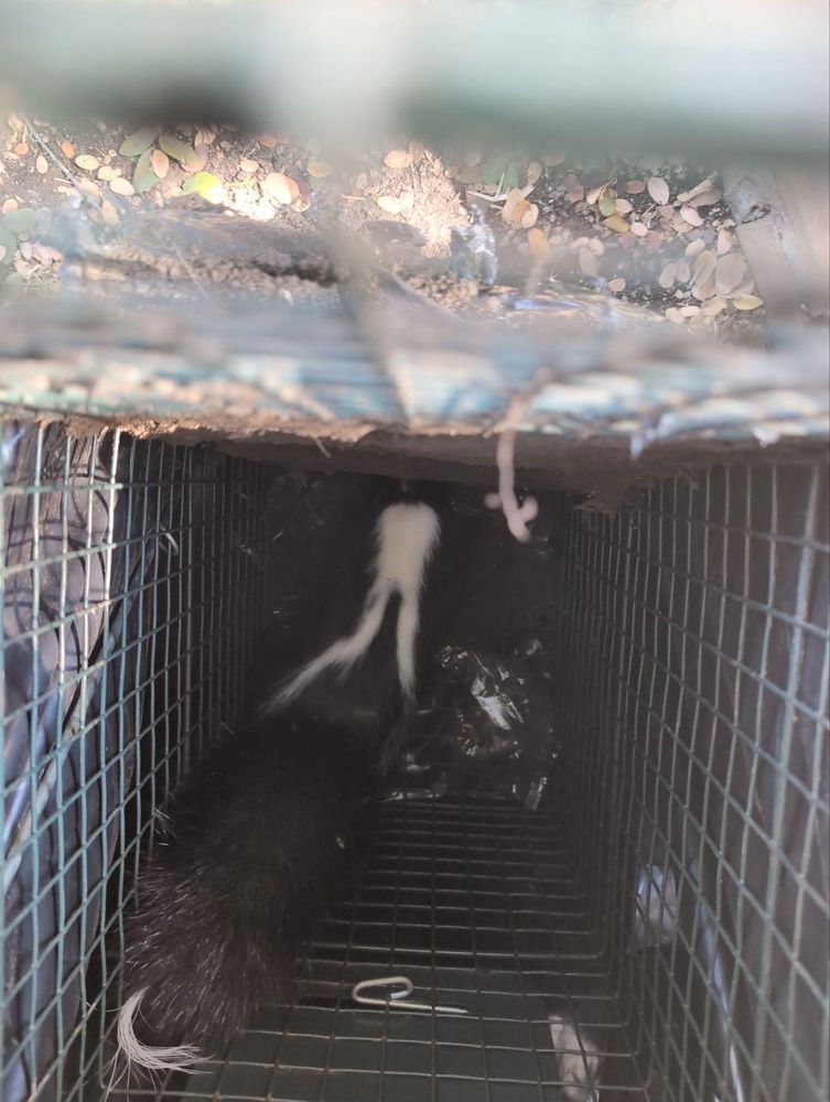 All Photos for Topper's Wildlife Removal in Garland, TX