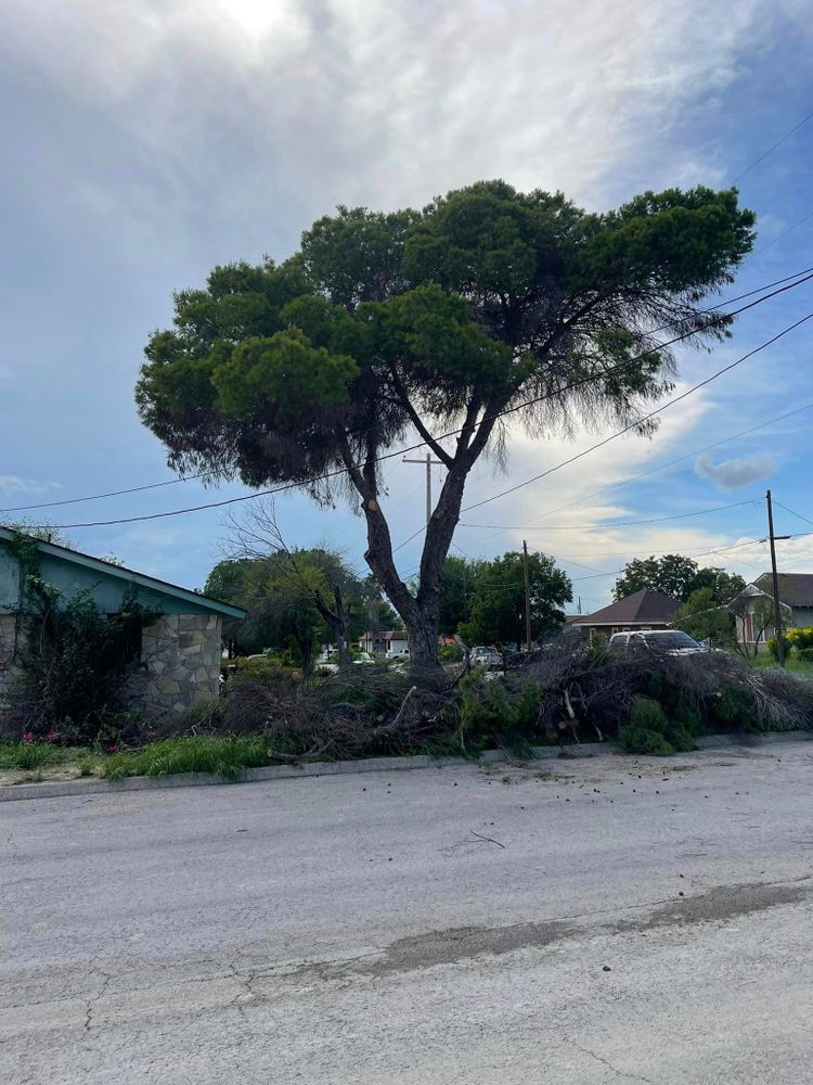 Tree Removal for Neighborhood Lawn Care and Tree Service  in San Antonio, TX