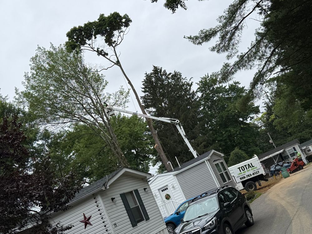 Enhance your lawn's beauty and health with our expert tree pruning service, promoting growth, preventing hazards, and ensuring your trees thrive all year round for a lush outdoor environment. for Total Tree Service in Washington, NJ