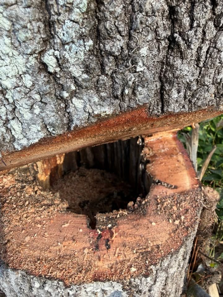 All Photos for Damian’s Tree Care in Sarasota, FL