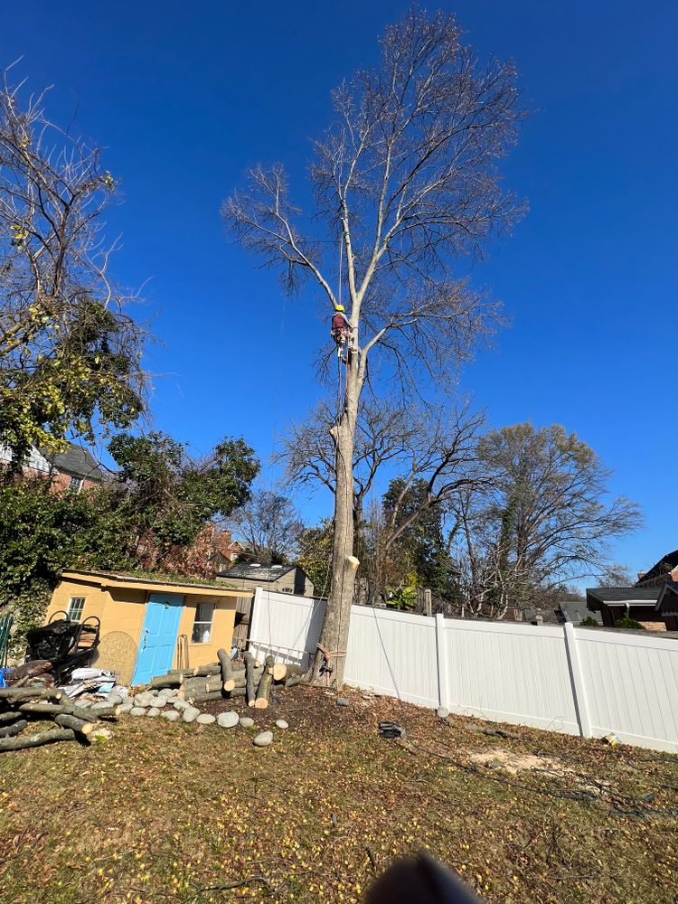 DIAZ TREE team in Stafford, VA - people or person