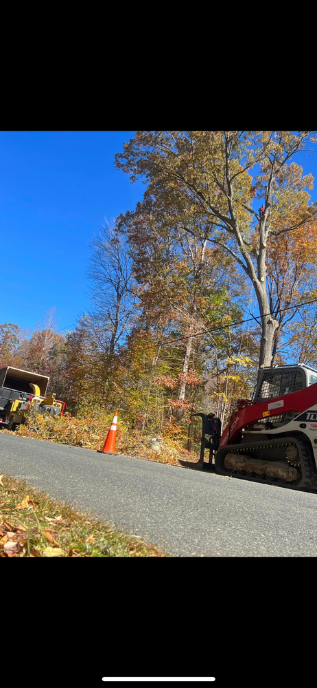 Tree Removal for Branch Out Tree Care LLC in Fredericksburg, VA