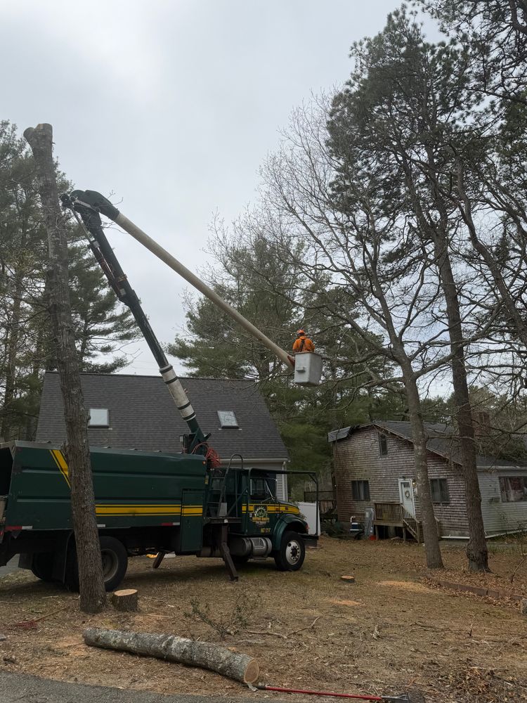 All Photos for Native Roots Tree Service in Cape Cod, MA