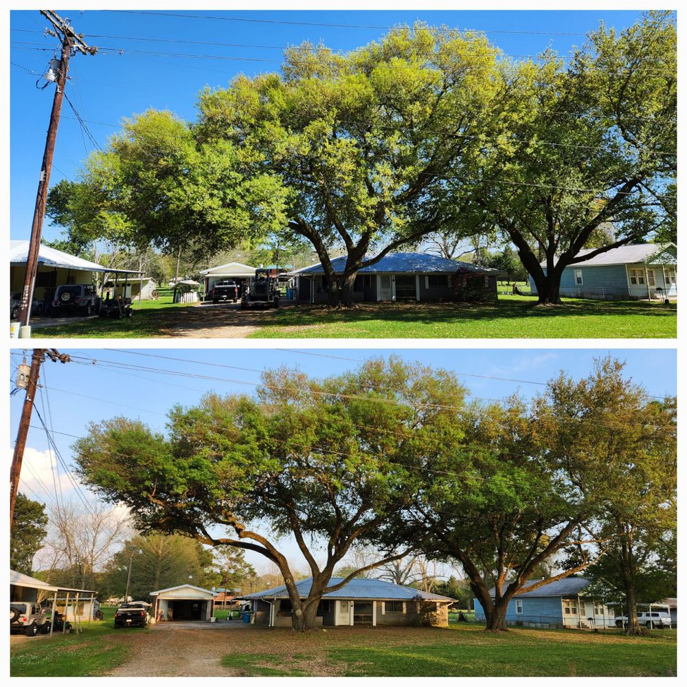 Tree Removal for Ken's Elite Cutters LLC  in Breaux Bridge, LA