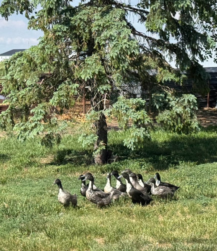 All Photos for HDE Services LLC in Grand Island, NE