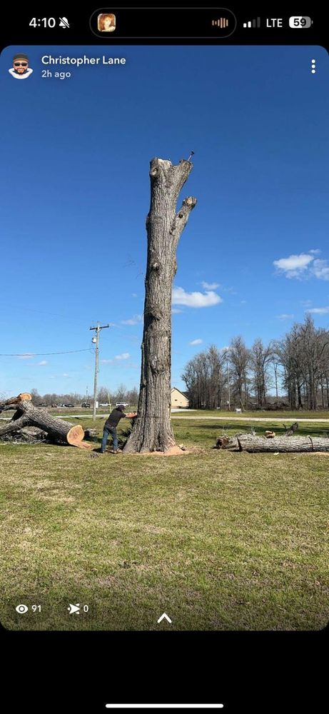 Tree Removal for Morace Tree Service in Natchez,,  MS