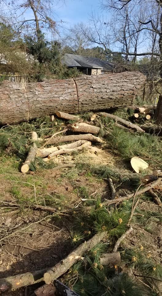 Tree Removal for Action Tree & Debris Removal in Jackson,  MS