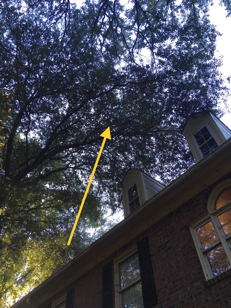 All Photos for Tucker's Tree Service and Stump Grinding in Lugoff, SC