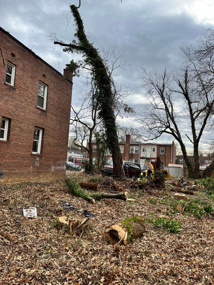 Tree Removal for Lux Arbor Tree Services in Harrisonburg, VA