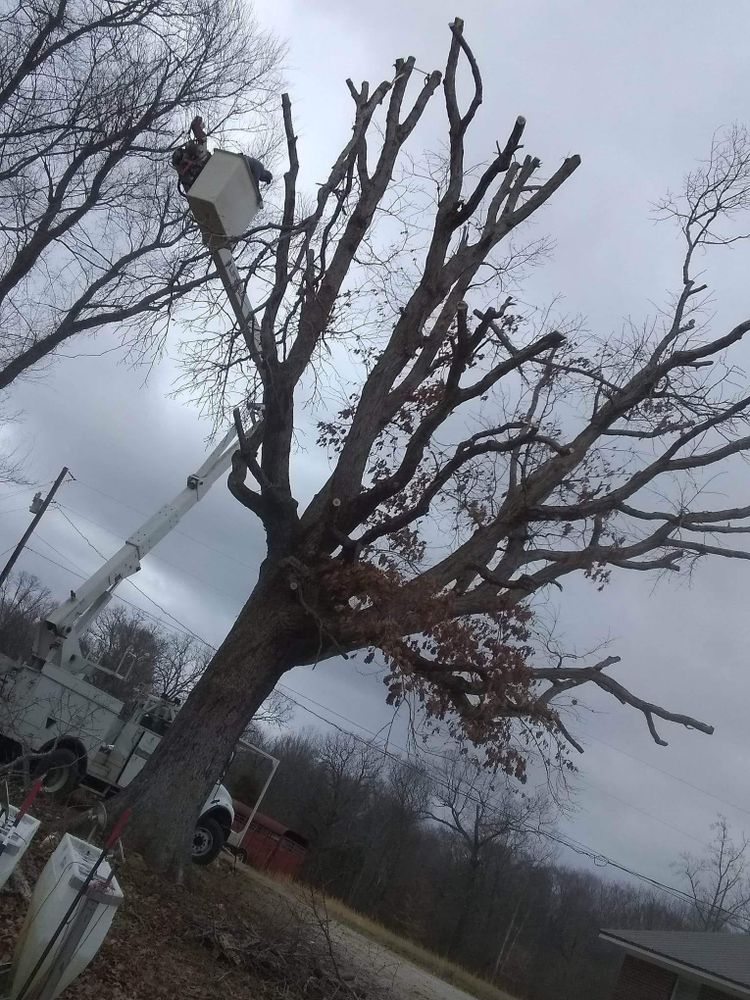 Our professional Tree Trimming service will enhance the health and appearance of your trees, ensure safety by removing dead branches, and promote growth for a beautiful landscape. for Puckett's Tree Service in Decatur County, TN