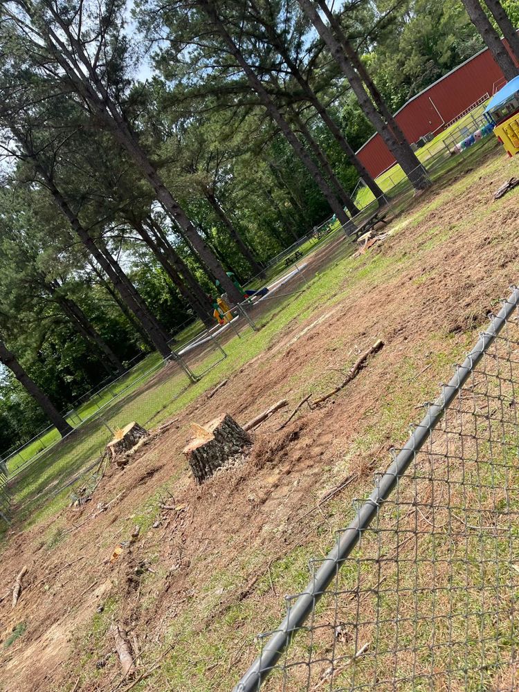 Our Stump Removal service ensures complete elimination of unsightly tree stumps from your property, enhancing its appearance and creating a safe environment for landscaping and outdoor activities. for Morace Tree Service in Natchez,,  MS