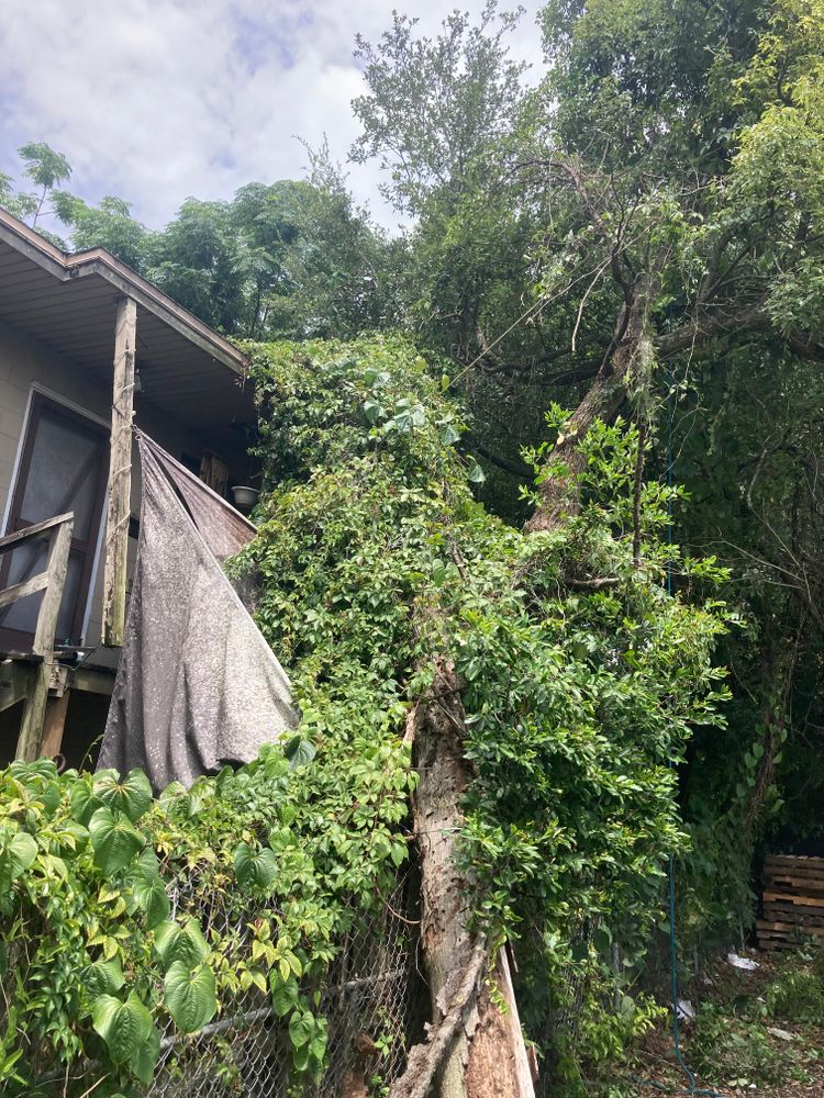 Tree Removal for Top Notch Tree Experts in Orange Park, FL