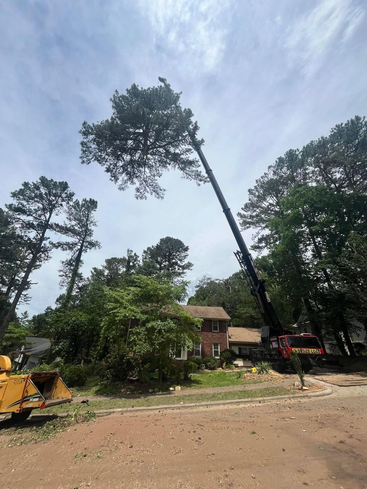 All Photos for AB Tree Service in Raleigh, NC