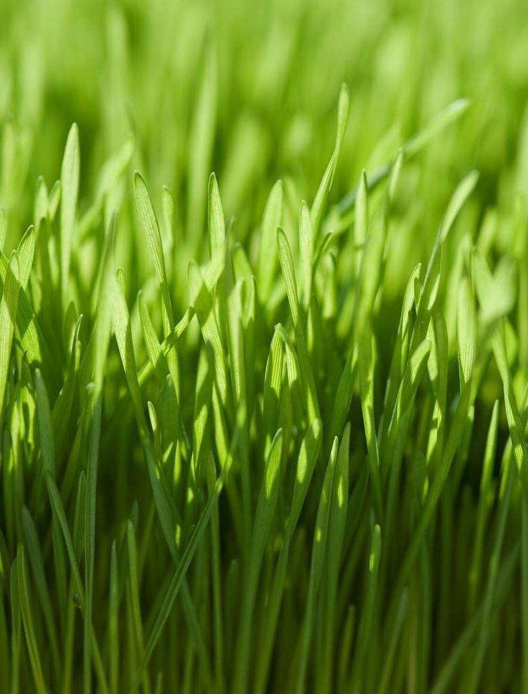 Our lawn aeration service helps improve soil drainage, reduce thatch buildup, and allow nutrients to reach grassroots more effectively. Enhancing the overall health and beauty of your lawn. for Unique Landscaping in Poulsbo, WA