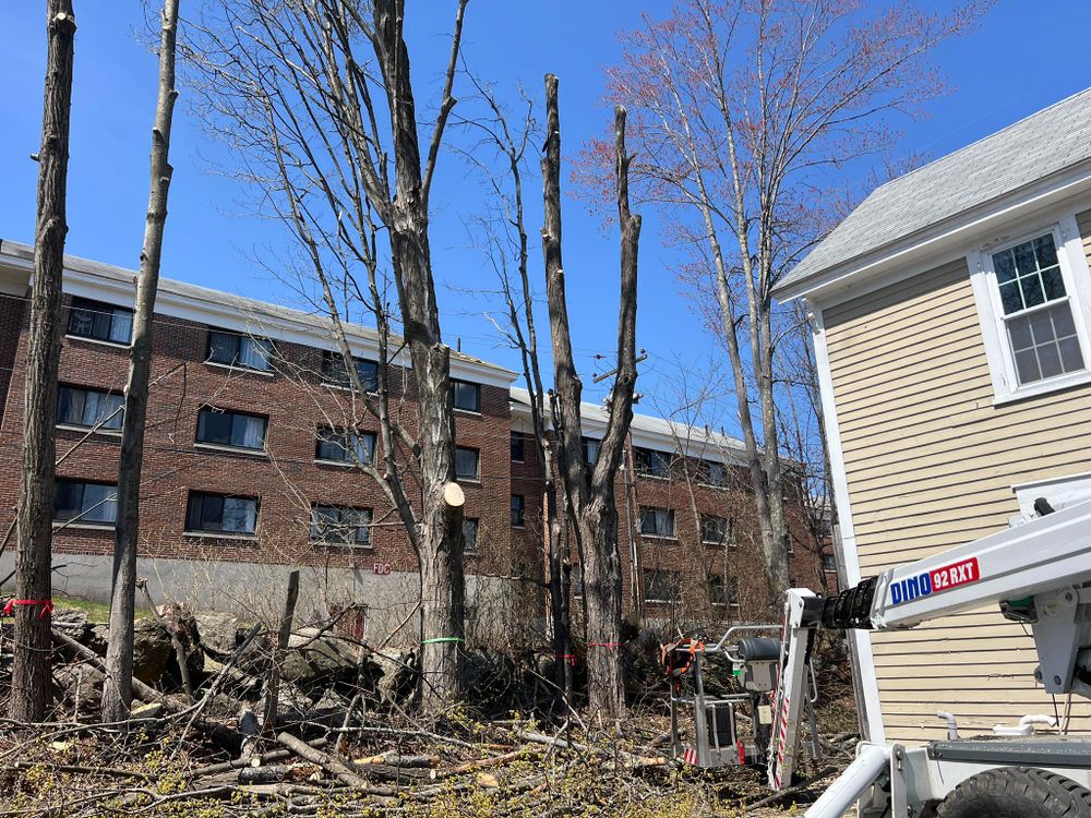 All Photos for Abair Tree Service in Weare, NH