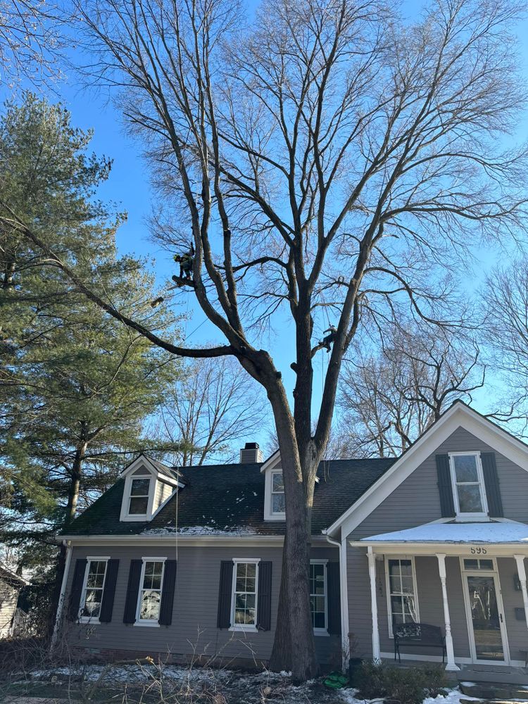 Tree Removal for General State Property Maintenance in New Haven, IN