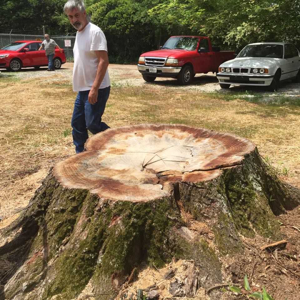 Our Tree Removal service offers safe and efficient removal of trees that pose a risk to your property, ensuring minimal disruption while enhancing the safety and appearance of your home. for M & J Tree Service & Stump Grinding in Auburn, GA