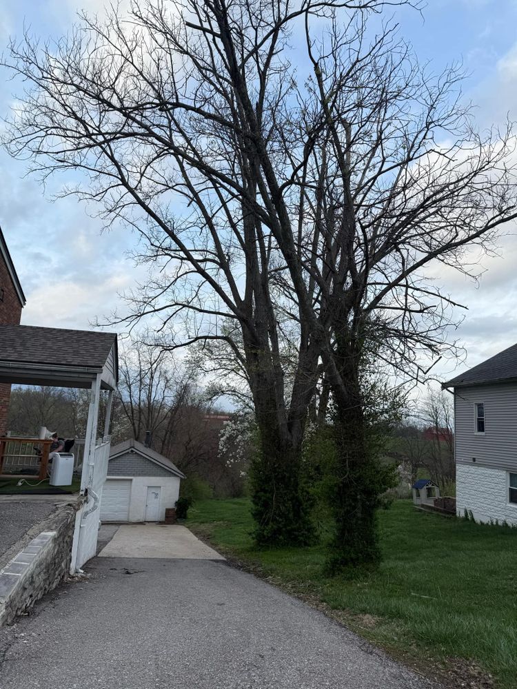 All Photos for Houtz Tree Service in Lexington, KY