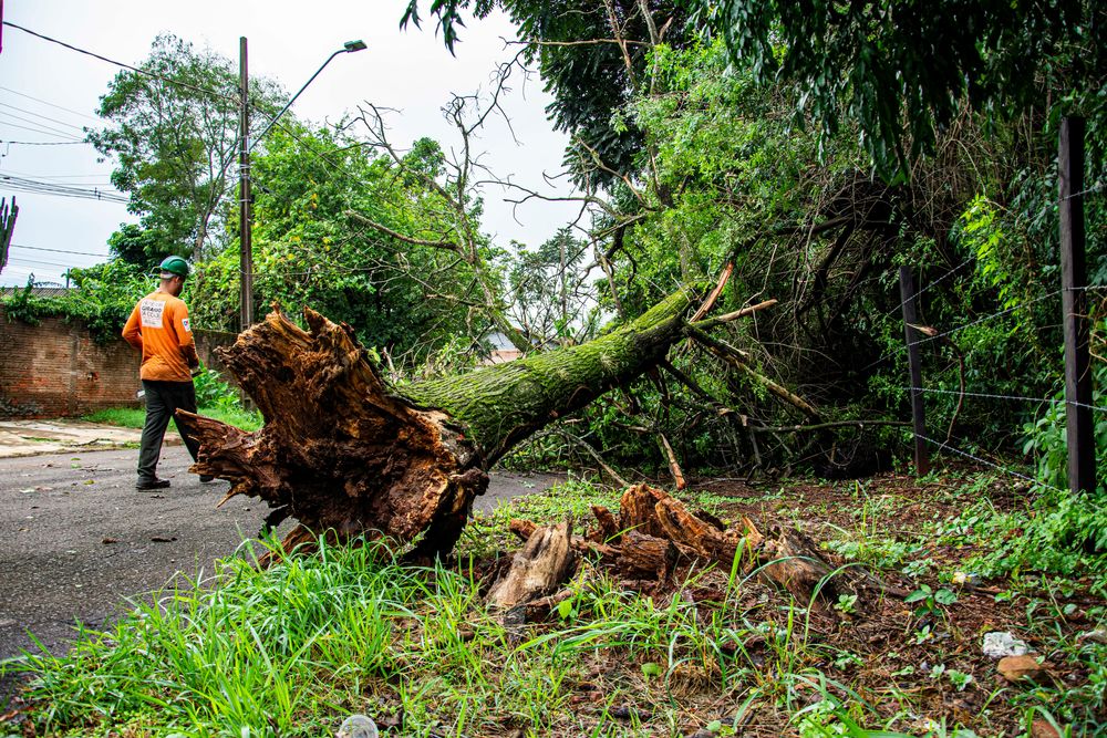 Our Storm Cleanup service quickly restores your yard to its original beauty by removing debris, fallen branches, and damaged plants, ensuring a safe and pristine outdoor space for your home. for Down South Tree Care and Landscaping in Maiden, NC