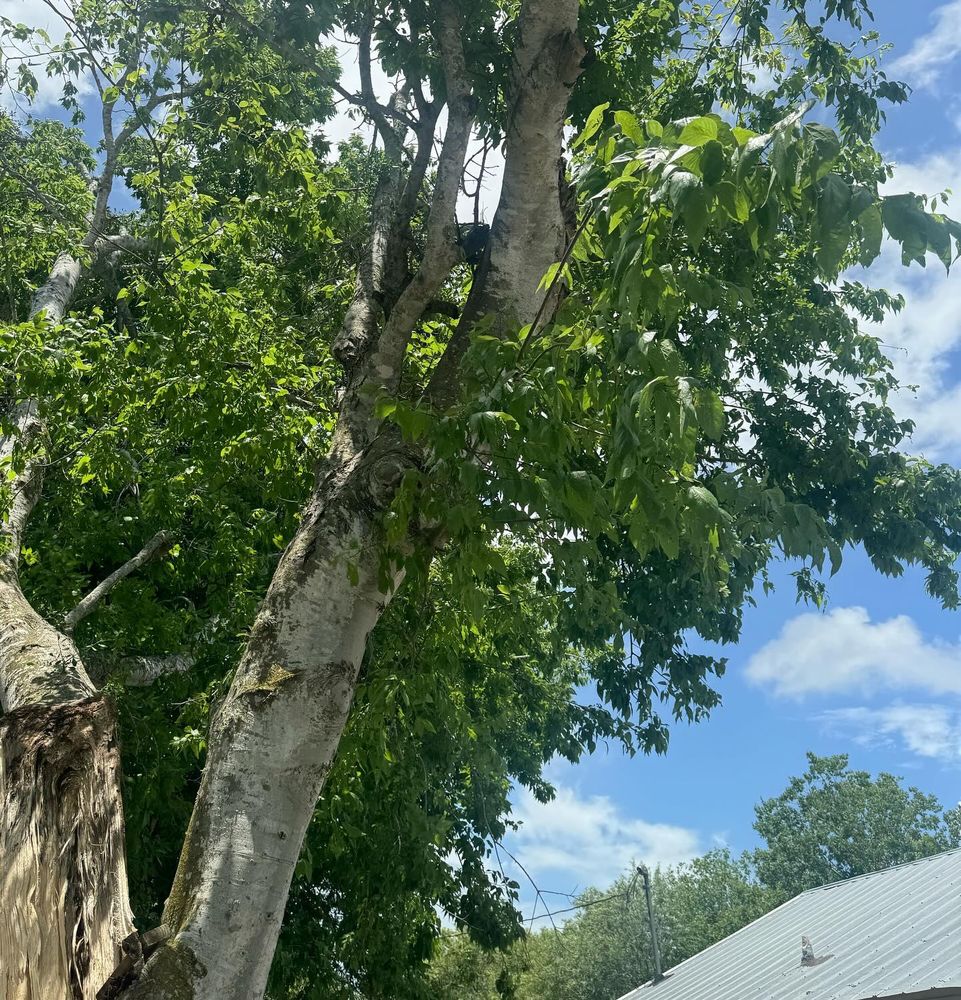 All Photos for Braun Tree Service  in Floresville, Texas