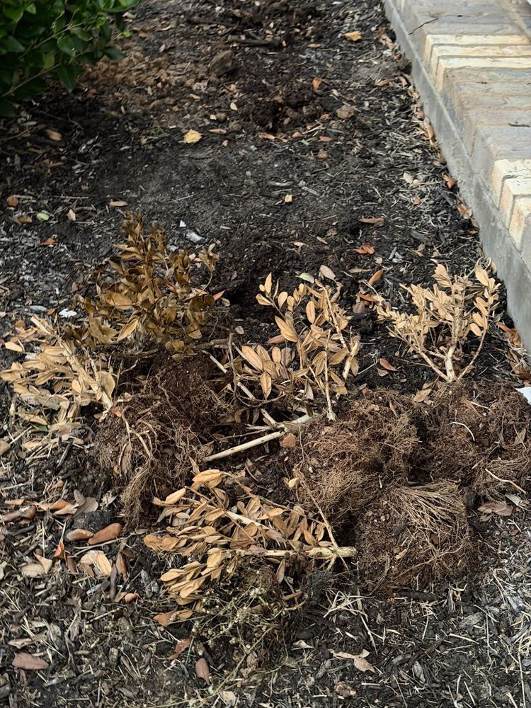 All Photos for Texas Curb N Borders in Houston, TX