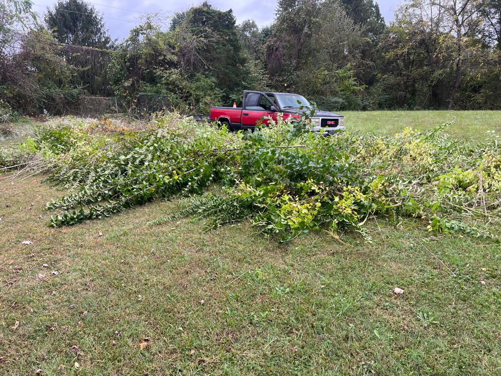 Our Tree Pruning service enhances your property's beauty and safety by expertly trimming trees to promote healthy growth, prevent potential hazards, and improve the overall aesthetic of your landscape. for The Yard Barbers in Somerset, KY