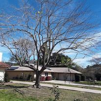 All Photos for The Tree Fairy in Temecula, CA