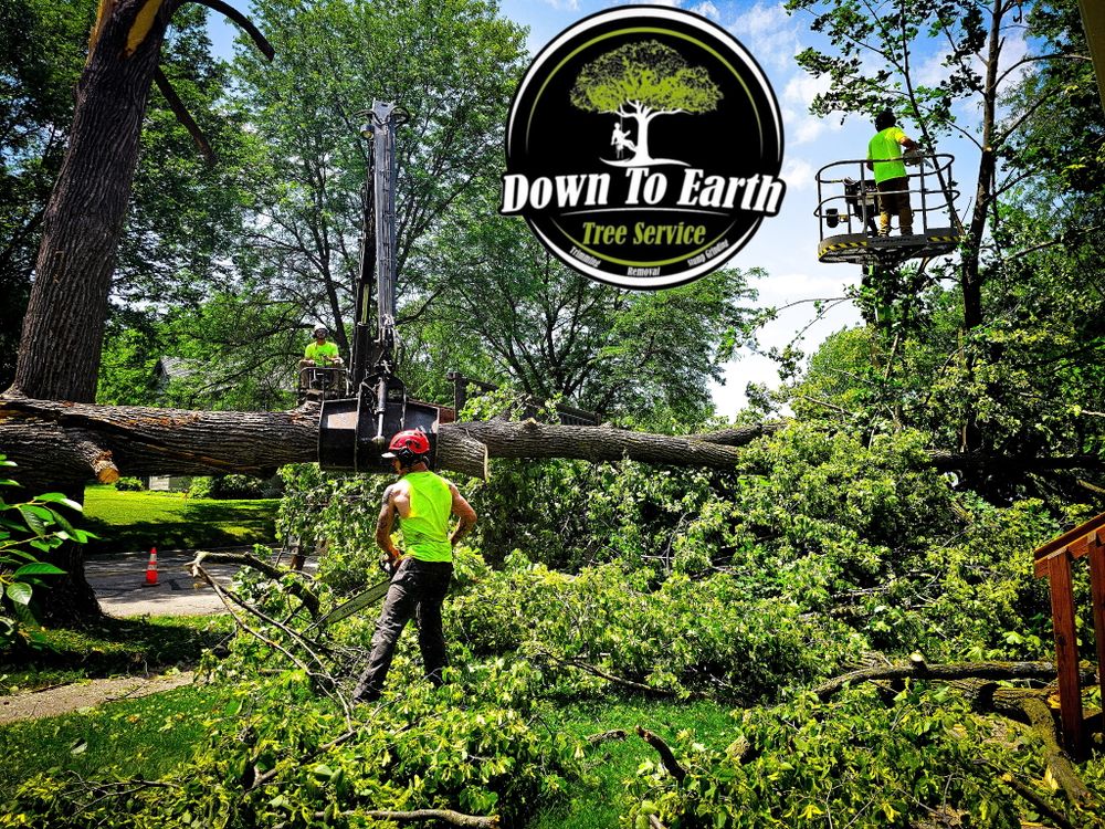 All Photos for Down To Earth Tree Service in Red Wing,  Minnesota