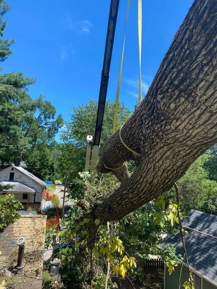 Tree Removal for SMITHs Tree Service in Columbus, IN