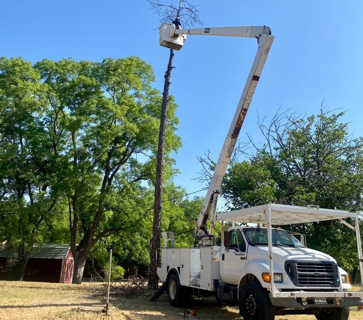 Tree Removal for Rollins Tree Service in Eastland, TX