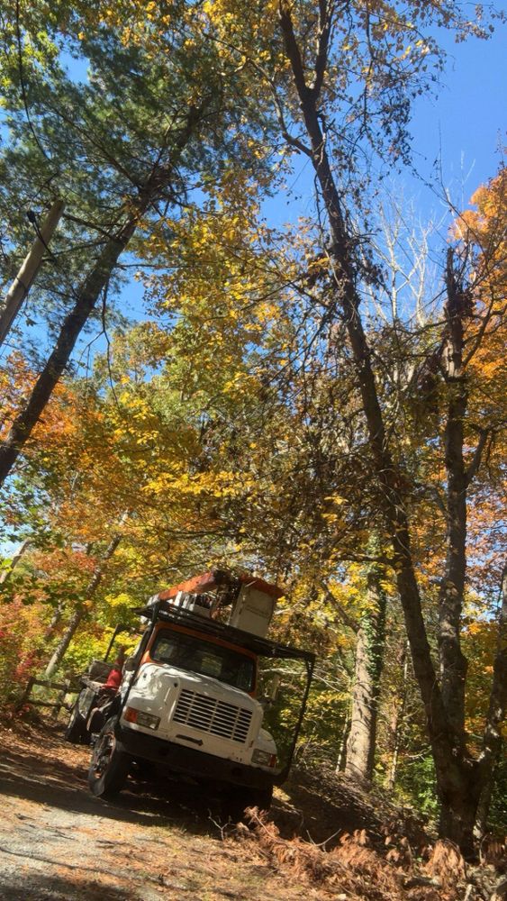 All Photos for Dwights Tree Service LLC in Middleborough, MA