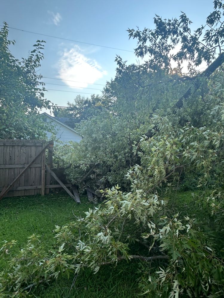 All Photos for Stinger Tree Service in Belleville, IL