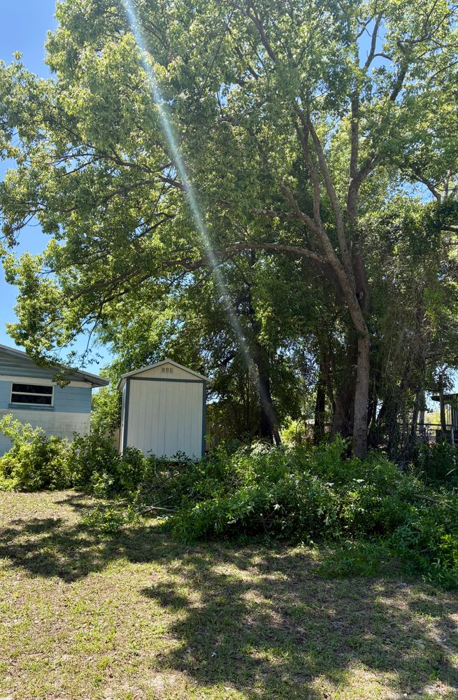 All Photos for Top Notch Tree Experts in Orange Park, FL