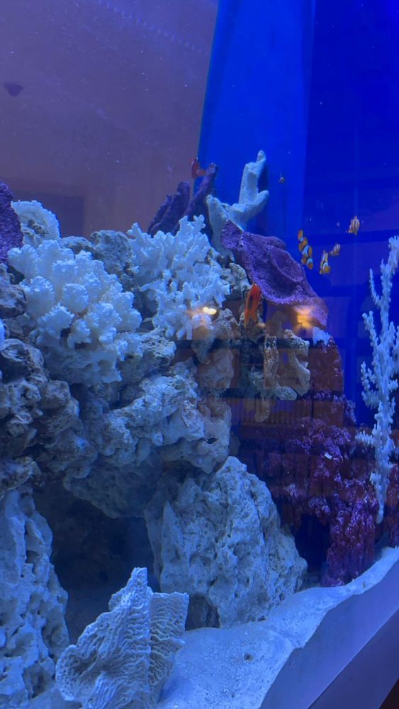 All Photos for Aquariums by Sharyn in The State of Florida, FL