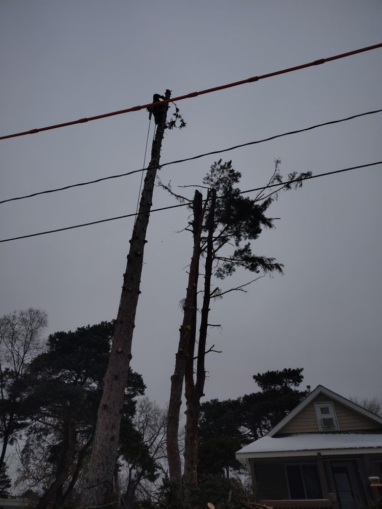 All Photos for Dan's Tree Service LLC in Bemidji, MN