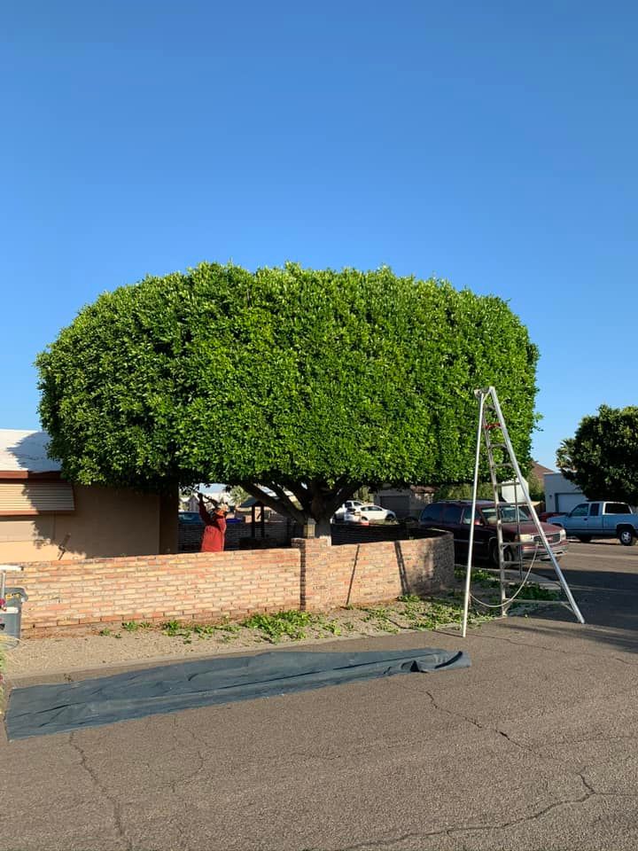 Our Shrub Trimming service helps homeowners maintain healthy and aesthetically pleasing shrubs, ensuring we remain well-groomed and enhance the overall beauty of your landscape. for Oliver L. Palm & Tree services in Yuma County, AZ