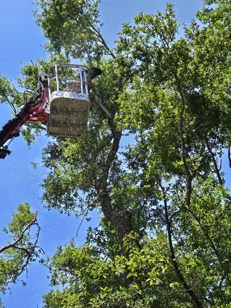 All Photos for Near Me Tree Service, Inc. in DeLand, FL