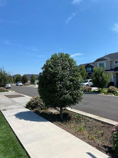 All Photos for Willamette Landscaping & Tree Services in Albany, OR