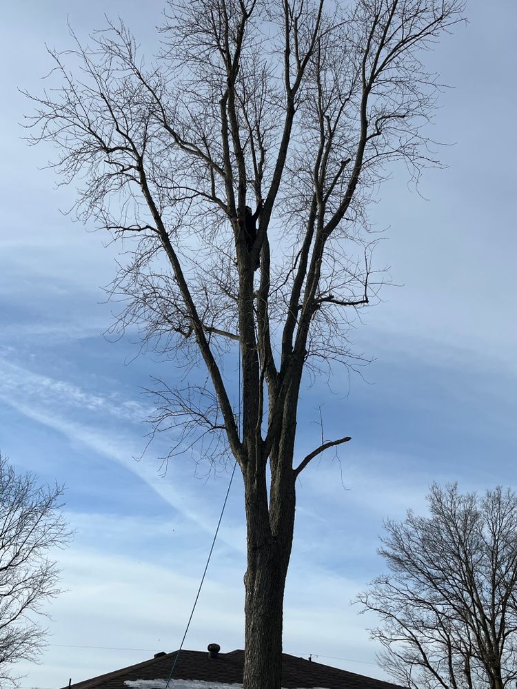 All Photos for Stinger Tree Service in Belleville, IL
