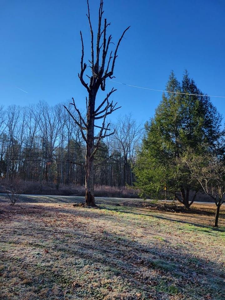 Tree Removal for Preserve A Tree LLC in  Mount Pleasant, North Carolina