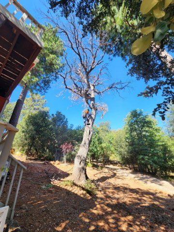 Property Clean Up for The Tree Fairy in Temecula, CA