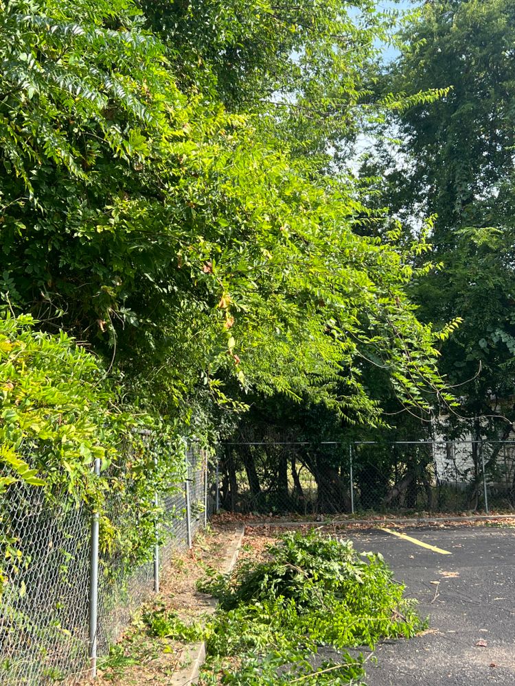 All Photos for Best Price Tree Service in Hallsville, TX