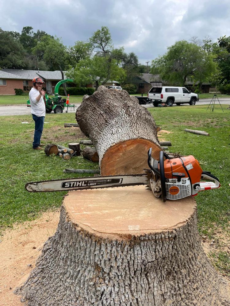 Tree Removal for Z’s Trees LLC in Grey Forest, TX