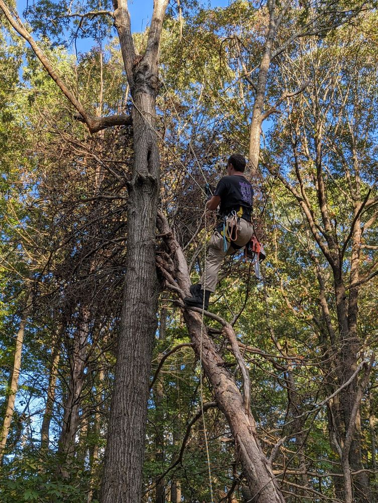 Some of our work for Affordable Tree Service TN in White House, TN