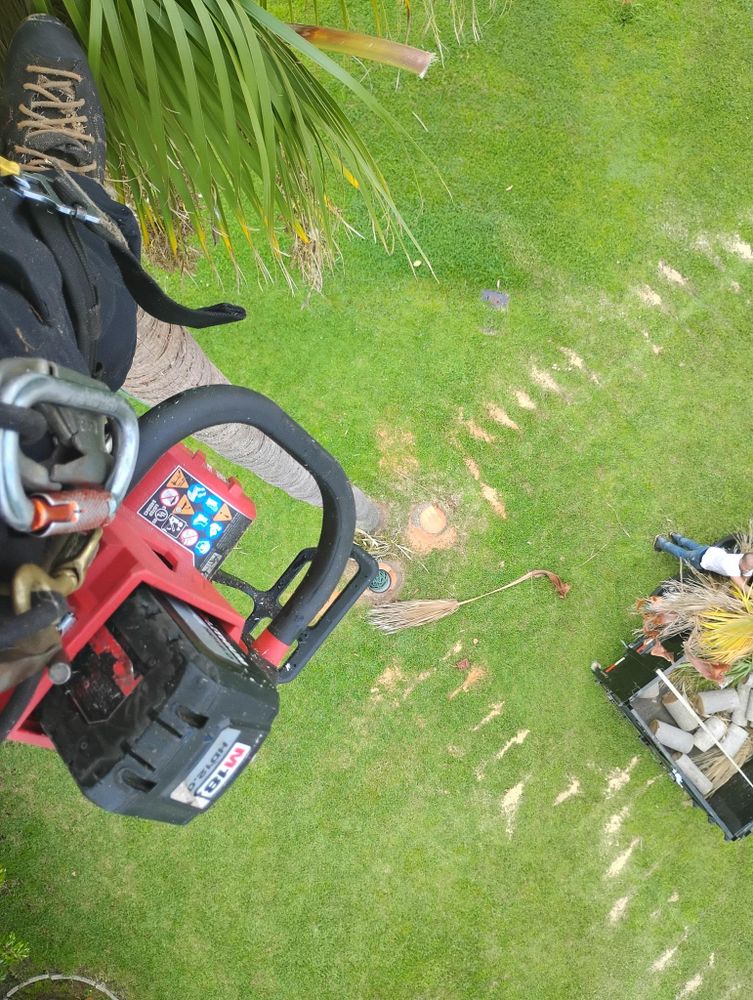 All Photos for Highlands Tree Service LLC in Avon Park, FL