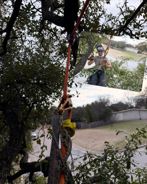 All Photos for Blu-J Tree Care in Arlington, TX