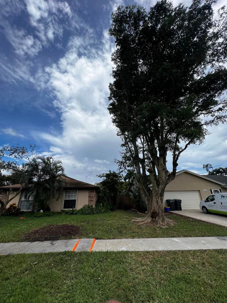 Tree Removal for Outdoor Solutions Of The Glades in Hendry County, FL